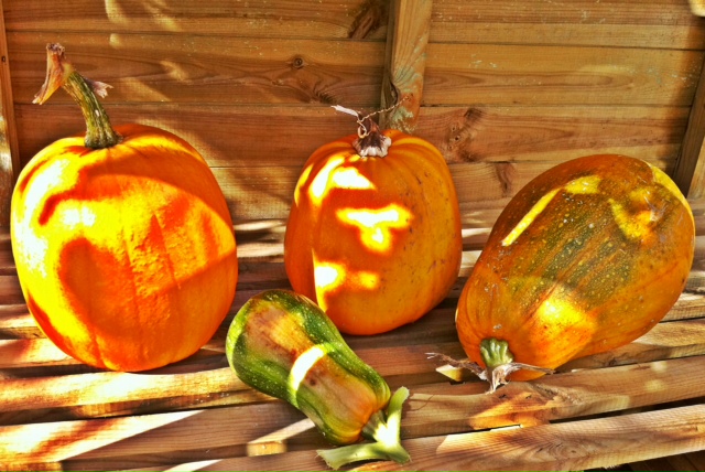 Pumpkins in the #MySundayPhoto sunshine