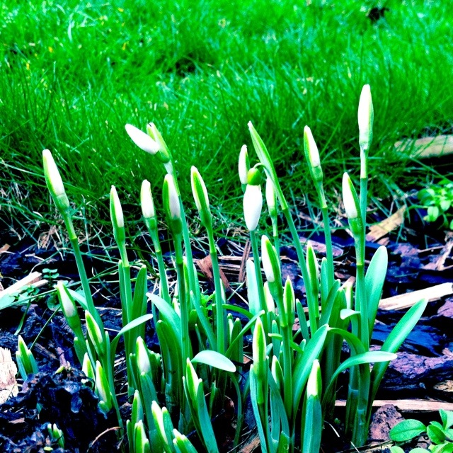 Sunday snowdrops