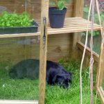 Sunday greenhouse dog