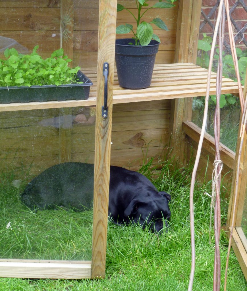 Sunday greenhouse dog