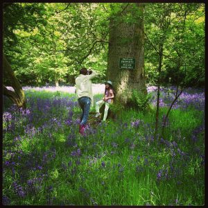 sunday bluebells