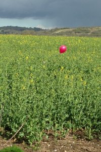 balloon in field