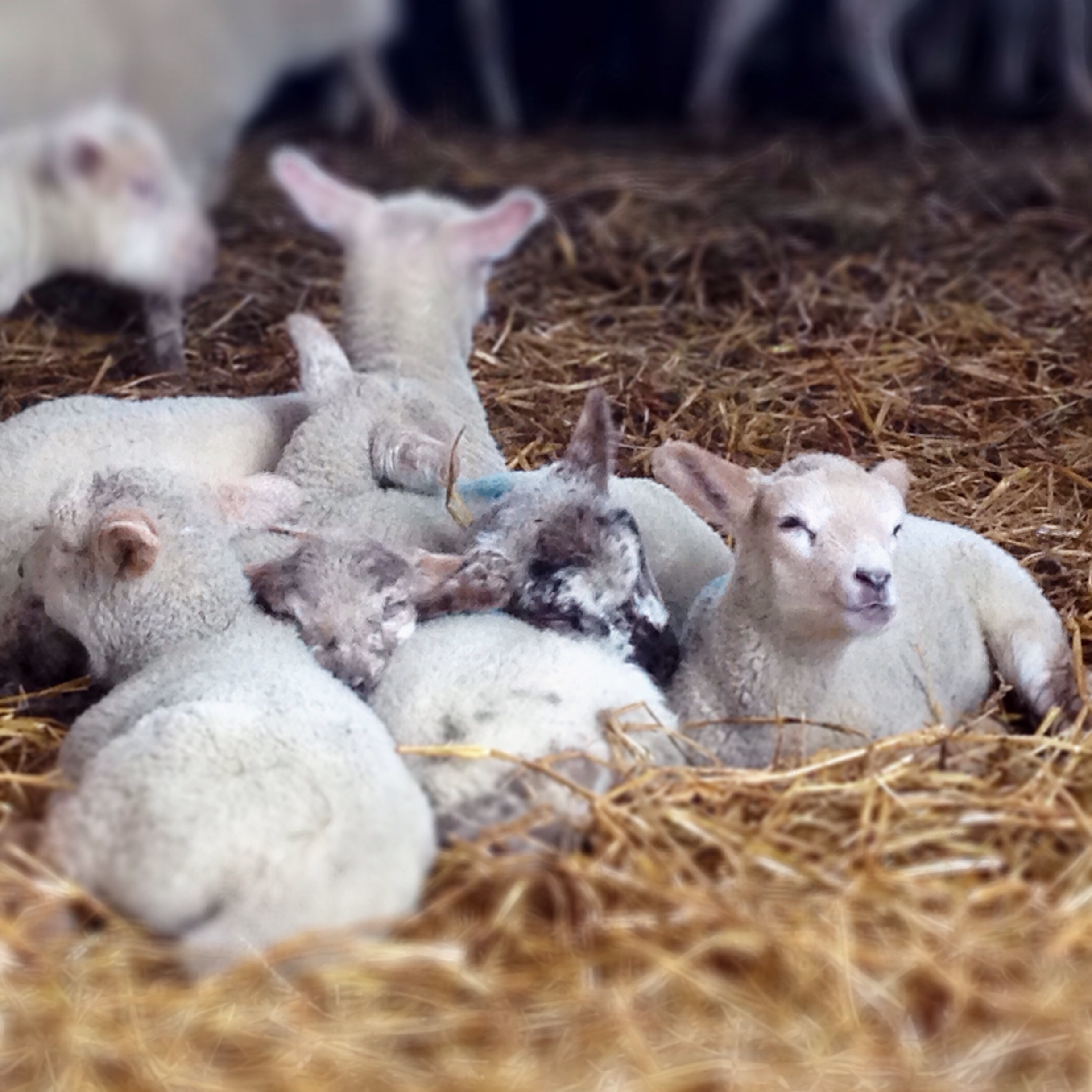 in the lambing sheds